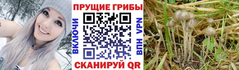 Галлюциногенные грибы мицелий  как найти закладки  Качканар 