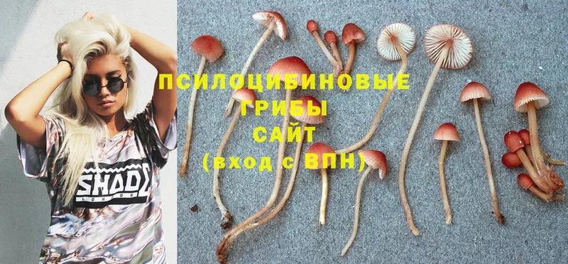 где можно купить   Качканар  Галлюциногенные грибы Psilocybine cubensis 