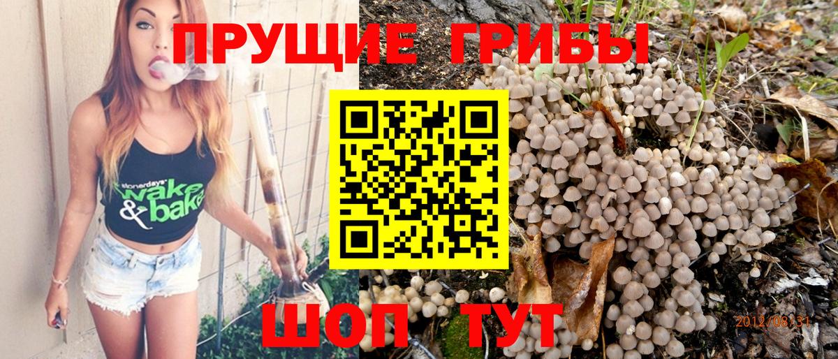 Качканар  Псилоцибиновые грибы Cubensis  Вход с VPN 